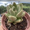 Echeveria avocado cream - comprar online