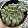 Echeveria setosa ciliata - comprar online