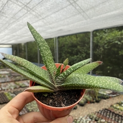 Gasteria carinata var. verrucosa na internet