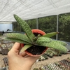 Gasteria carinata var. verrucosa