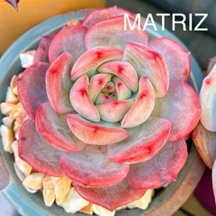 Echeveria glam pink na internet