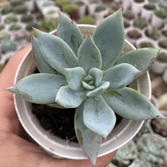 Echeveria saint germain - comprar online