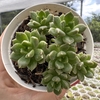 Echeveria arigie