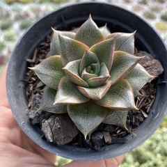 Echeveria dionysos - comprar online