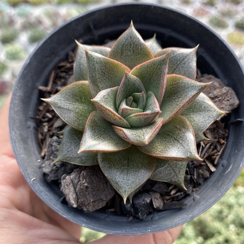 Echeveria dionysos - comprar online