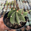 Astrophytum ornatum