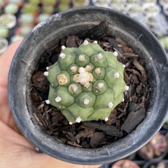 Astrophytum asterias kikko