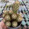 Mammillaria elongata (dedo de dama)