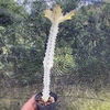 Euphorbia lactea white ghost