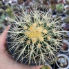 Echinocactus grusonii (cacto assento de sogra)