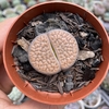 Lithop hookeri