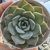 Echeveria lauii x silhouette - comprar online