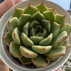 Echeveria treasure - comprar online