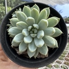 Echeveria white line - comprar online