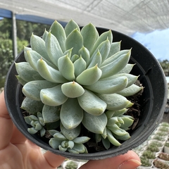 Echeveria white line na internet