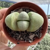 Pleiospilos nelii - comprar online