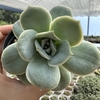 Graptoveria lovely rose - comprar online