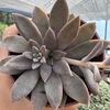 Echeveria carnicolor - comprar online