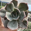 Echeveria purple color - comprar online