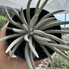 Senecio scaposus - comprar online