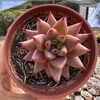 Echeveria agavoides celestia