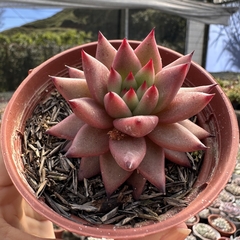 Echeveria agavoides celestia - comprar online