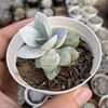 Adromischus leucophyllus