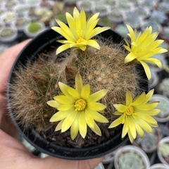 Mammillaria baumii