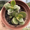 Crassula ovata minor