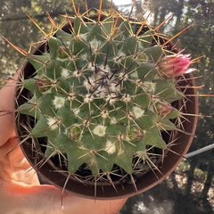 Mammillaria sp.