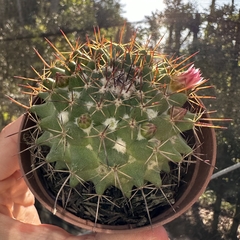 Mammillaria sp. - comprar online