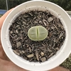 Lithops (4)