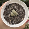 Lithops (3)