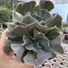 Echeveria surf - comprar online