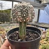 Astrophytum asterias super kabuto (enxertado)