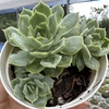 Echeveria onslow - comprar online