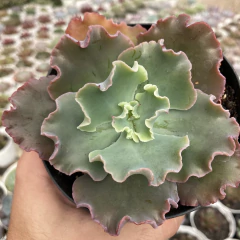 Echeveria gibbiflora verrugas - comprar online