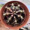 Gymnocalycium mihanovichii variegata - comprar online