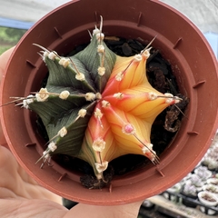 Gymnocalycium mihanovichii variegata - comprar online
