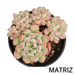 Echeveria cute bean - comprar online
