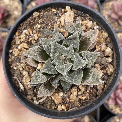 Haworthia korizato - comprar online
