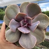 Echeveria valkyrie trompette - comprar online