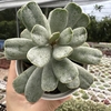 Adromischus umbraticola