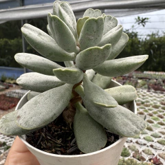 Adromischus umbraticola - comprar online