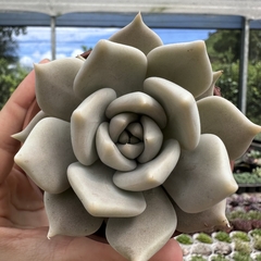 Echeveria juliana - comprar online