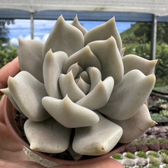 Echeveria juliana na internet