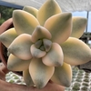 Graptopetalum Victor Kane variegata - comprar online