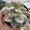 Echeveria albicans variegata - comprar online