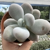 Pachyphytum oviferum (pedra da lua) - comprar online