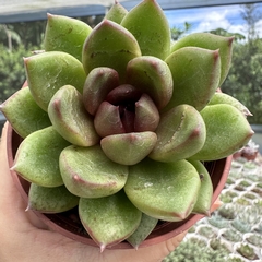 Echeveria black queen - comprar online